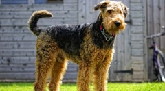 Erdelterier (фото): відданий і безстрашний